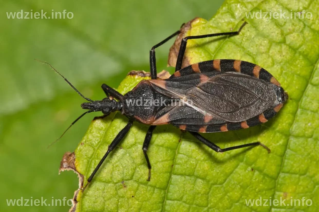 Chagas disease, a deadly infection caused by 'kissing bugs,' may have ...
