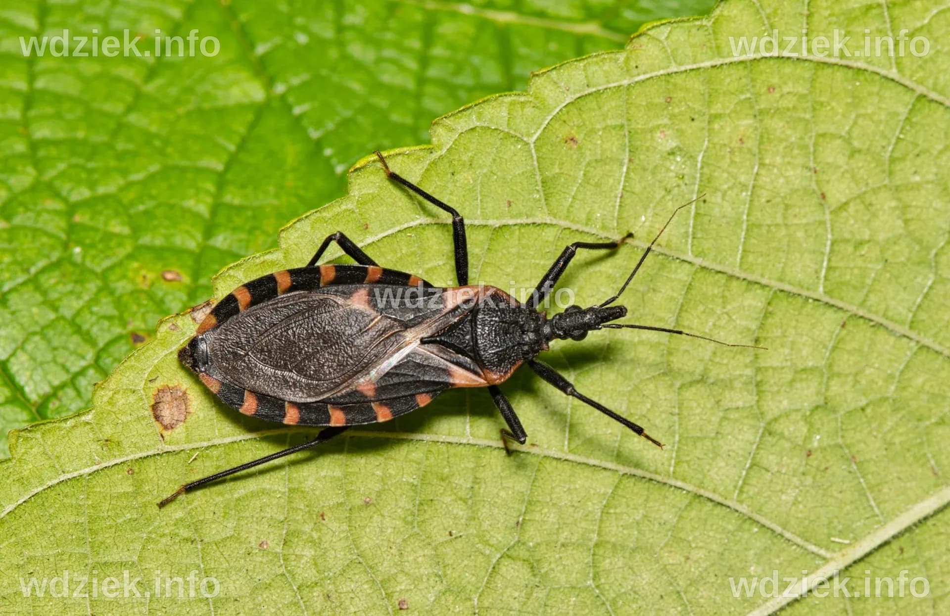 What is Chagas? The deadly 'kissing bug' disease is now endemic in the ...